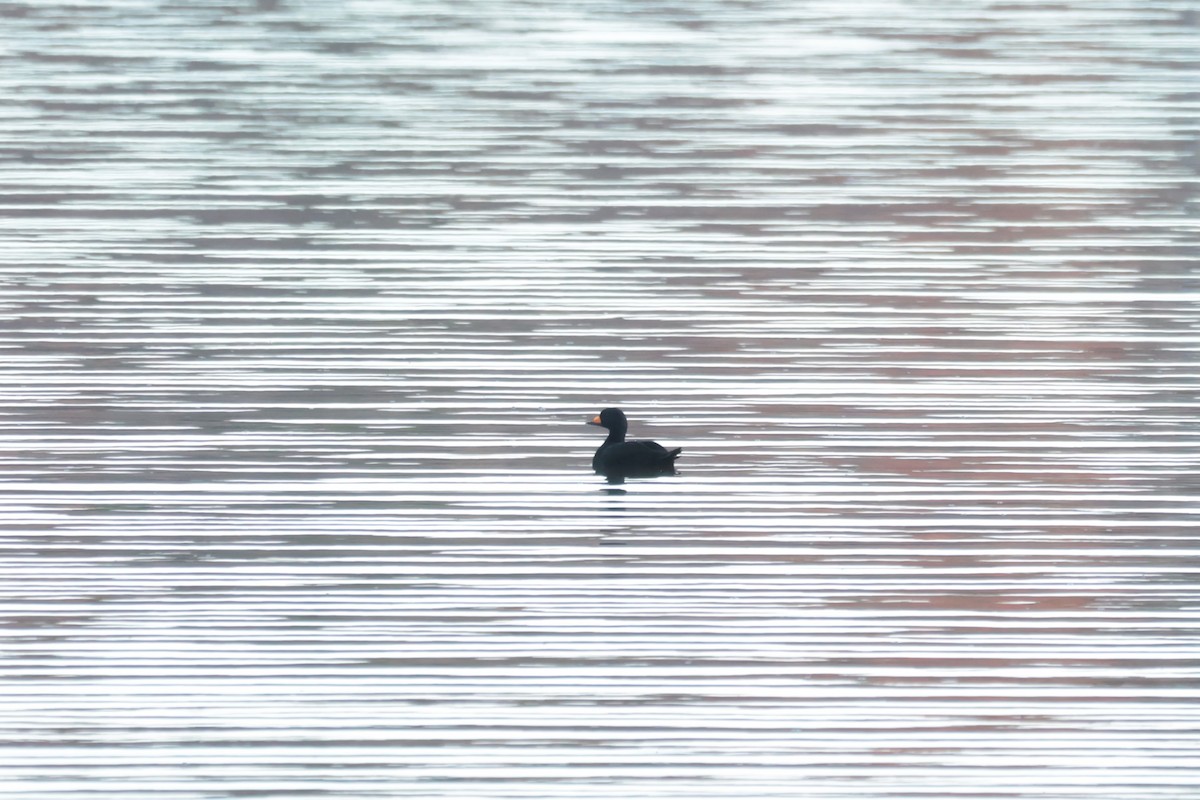 Black Scoter - ML644233842