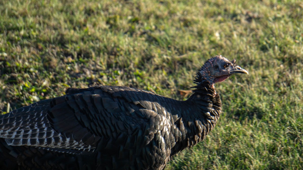 Wild Turkey - ML644233853