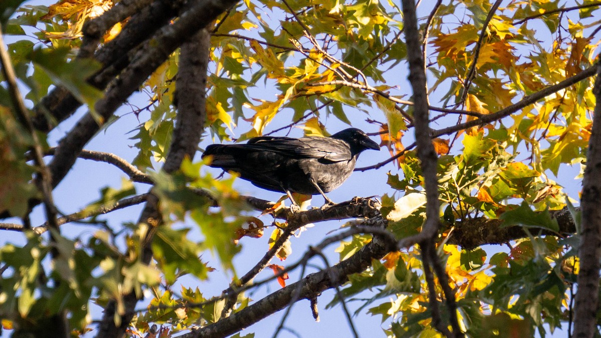 American Crow - ML644233855