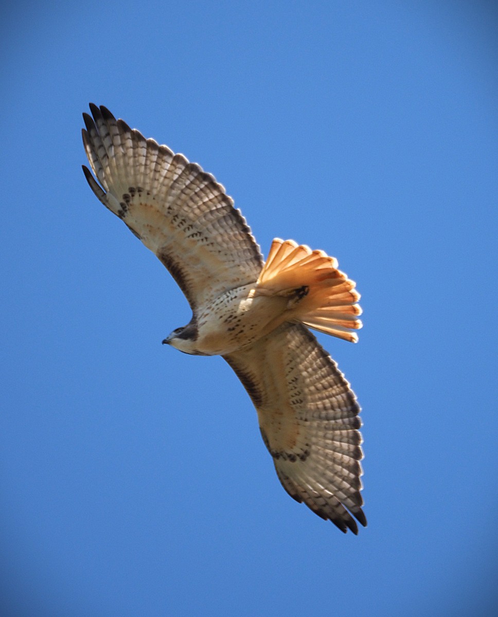Red-tailed Hawk - ML644233863