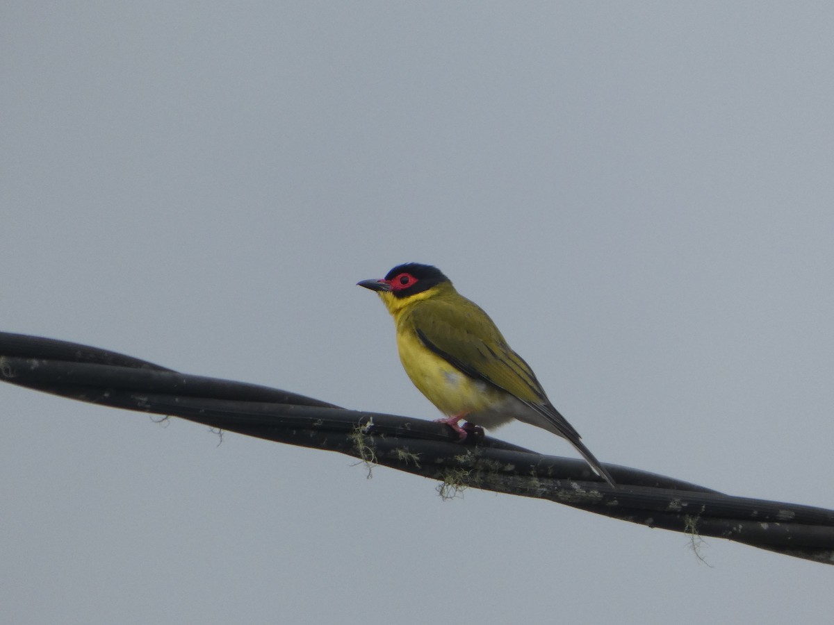 Australasian Figbird - ML644233880