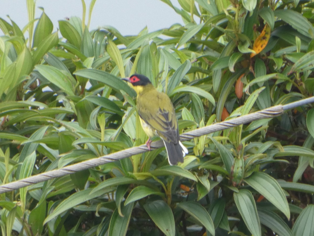Australasian Figbird - ML644233881
