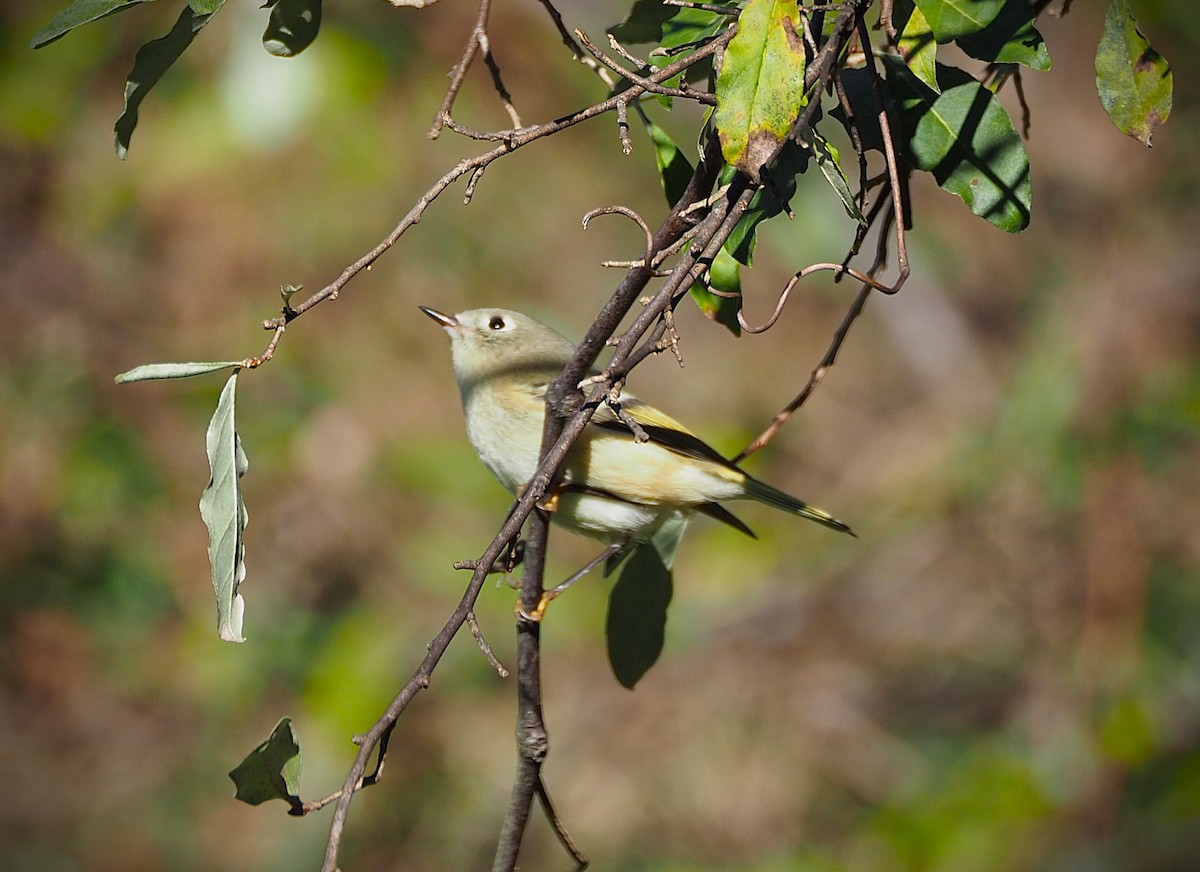 Ruby-crowned Kinglet - ML644233883
