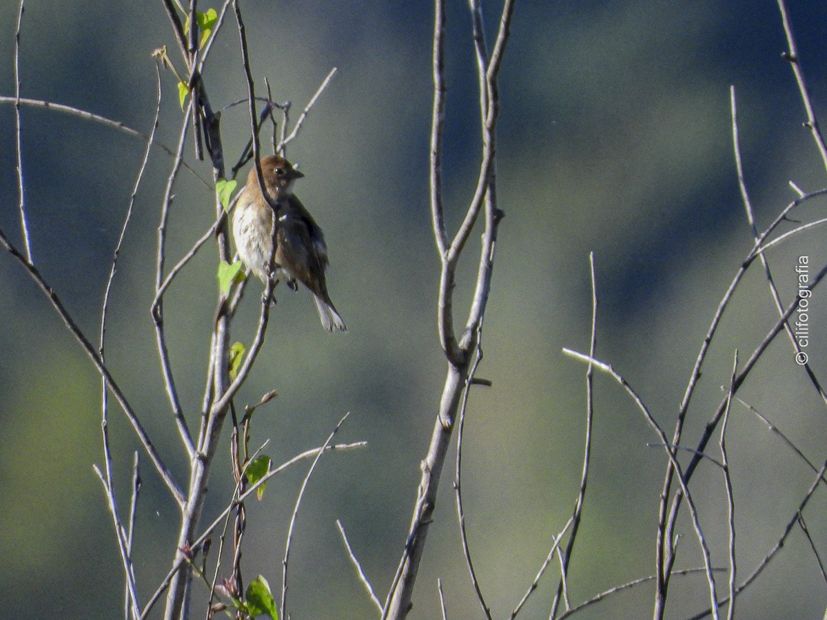 Indigo Bunting - ML644233884