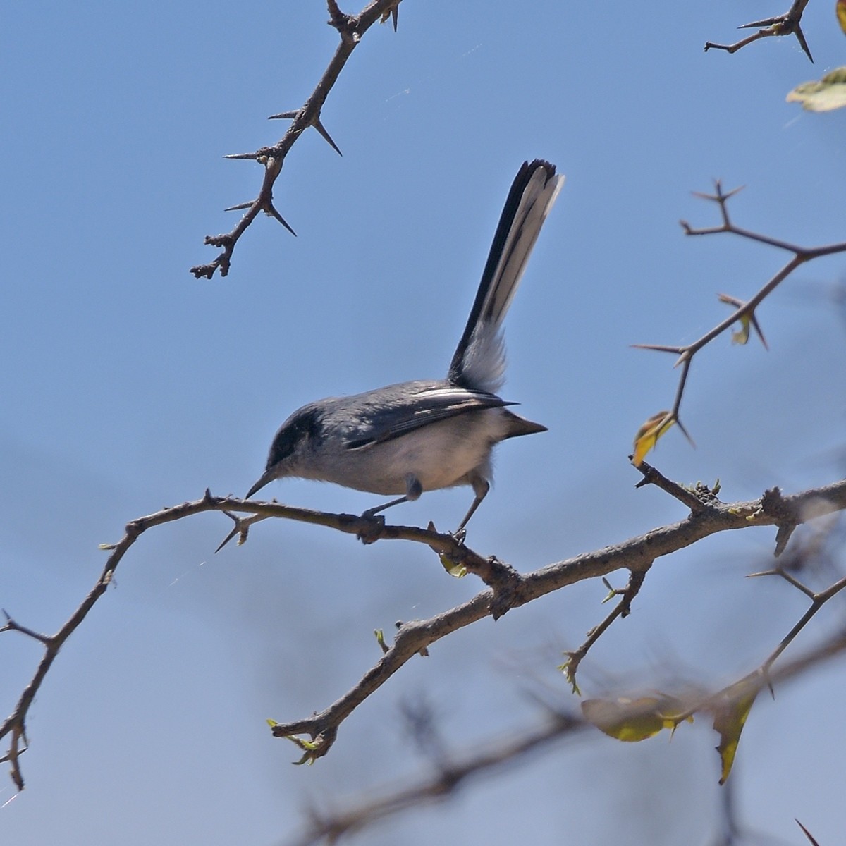 maskemyggsmett - ML644233890