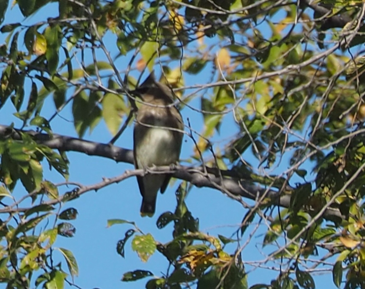 Cedar Waxwing - ML644233898