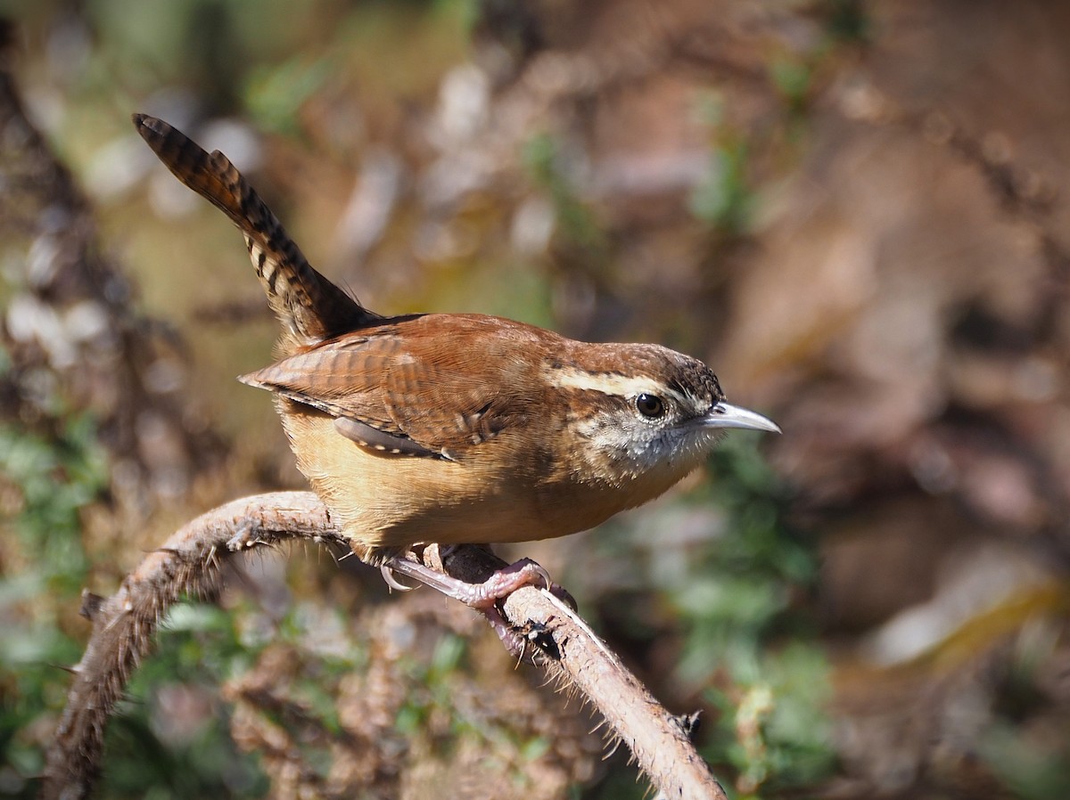 Carolina Wren - ML644233906