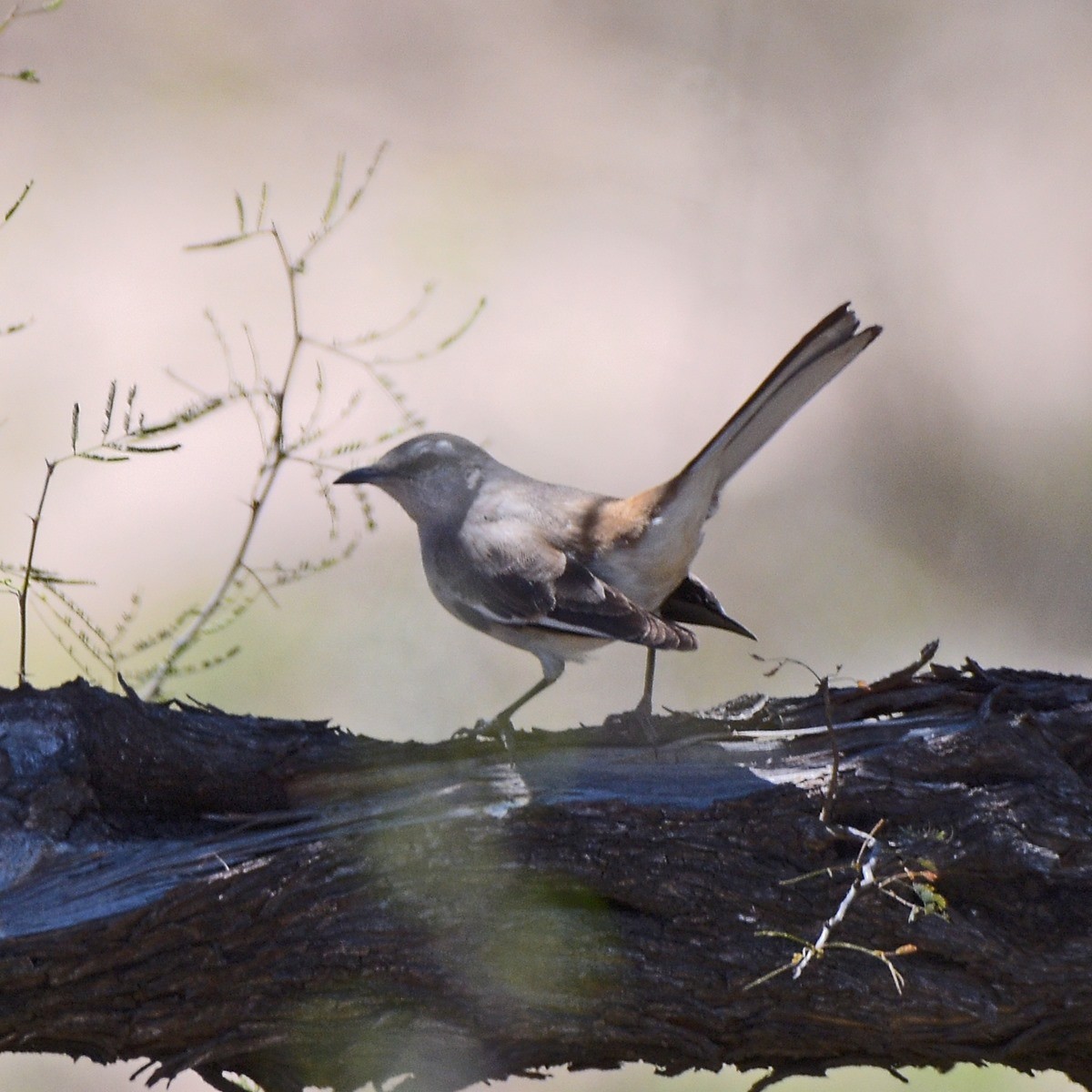 White-banded Mockingbird - ML644233908