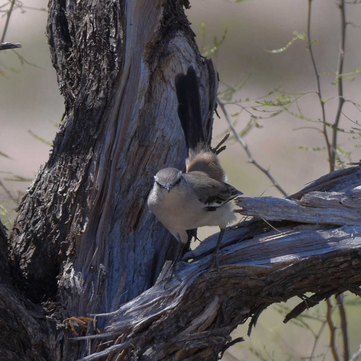 White-banded Mockingbird - ML644233909