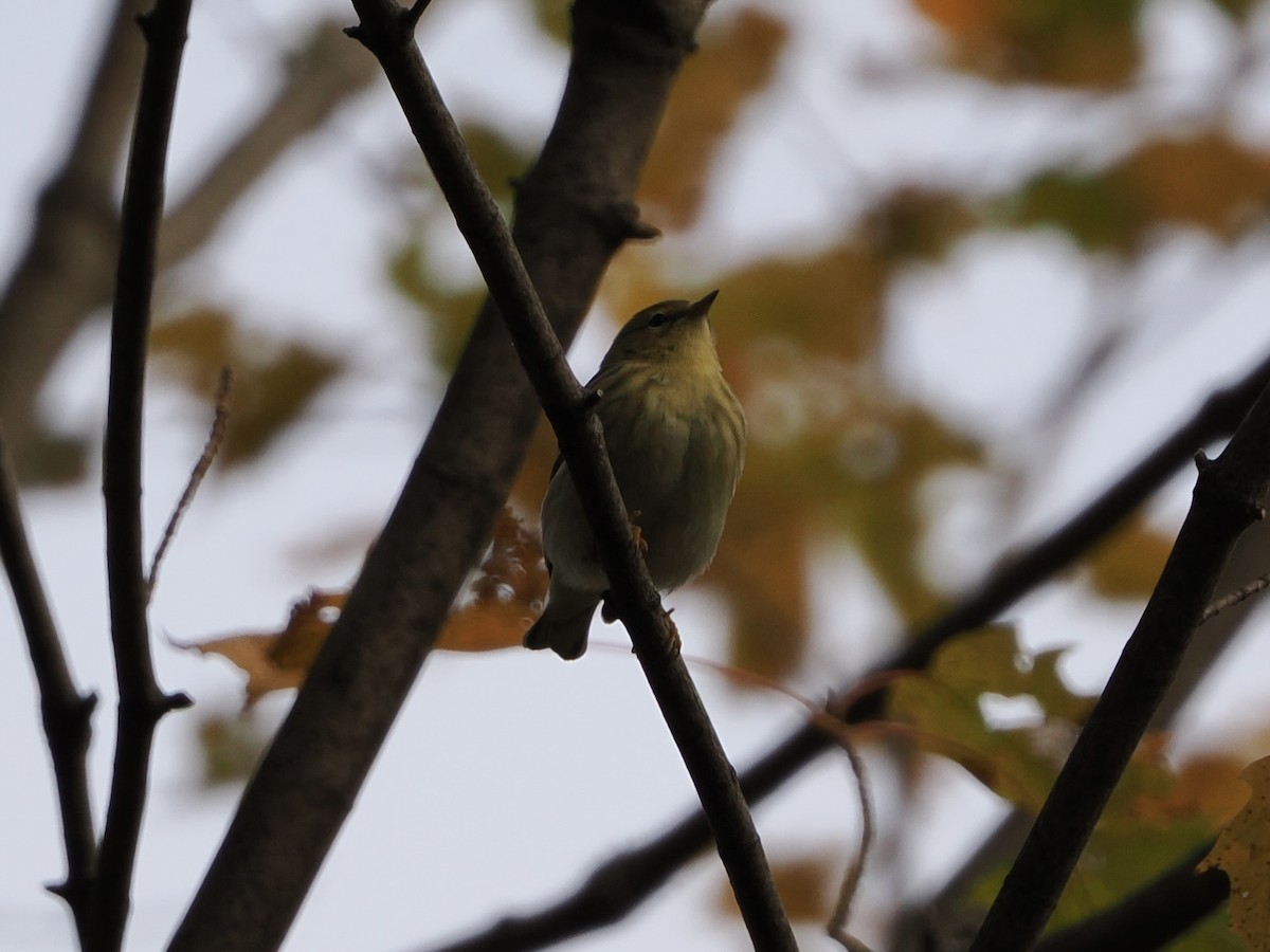 Blackpoll Warbler - ML644233911