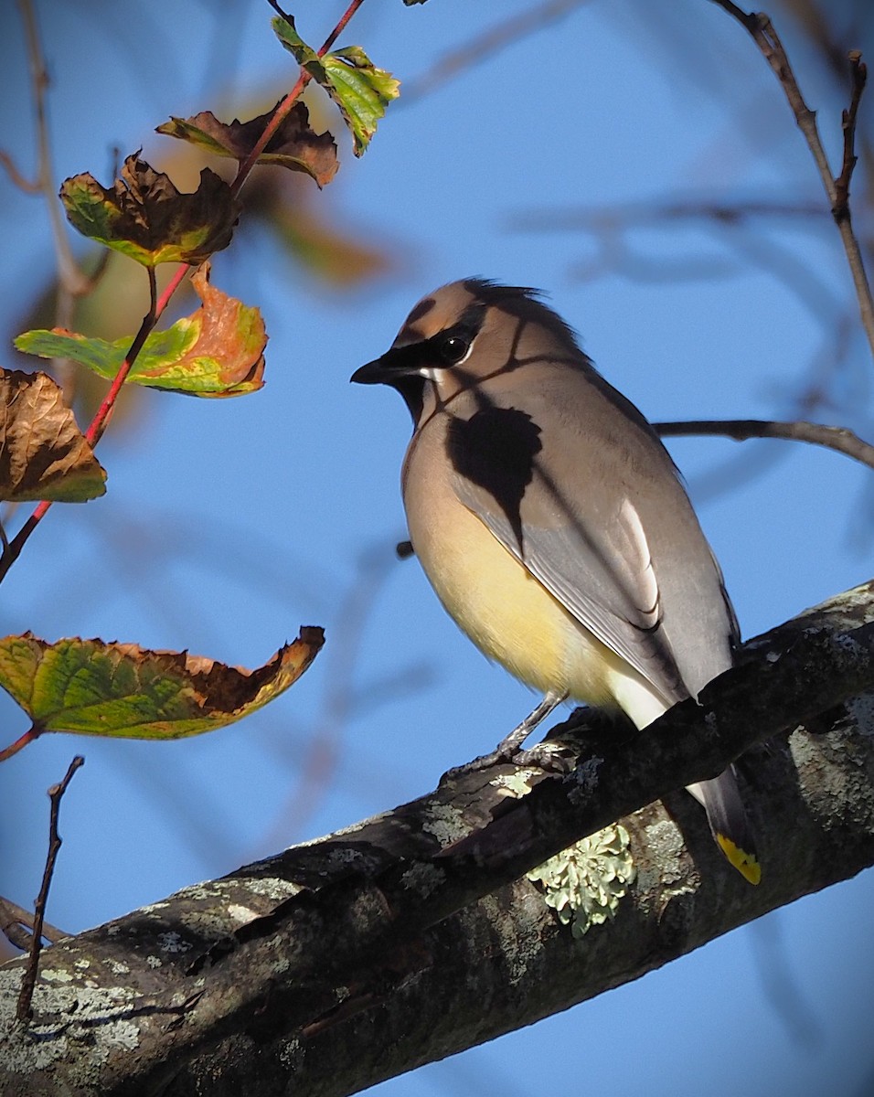 Cedar Waxwing - ML644233922