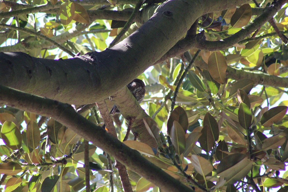Austral Pygmy-Owl - ML644233926