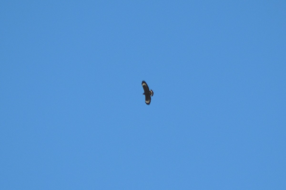 Cuban Black Hawk - ML644233938