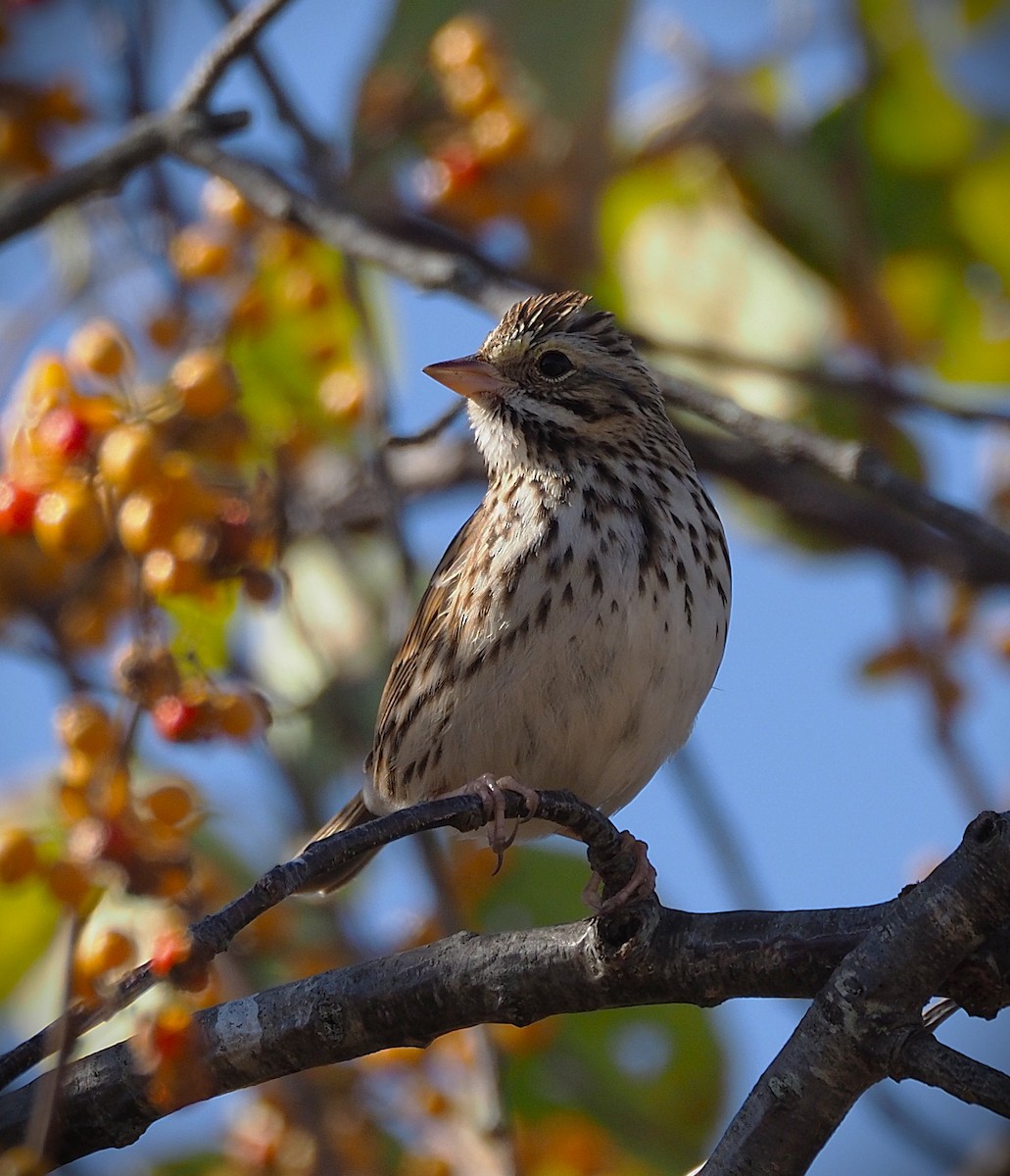 Savannah Sparrow - ML644233941