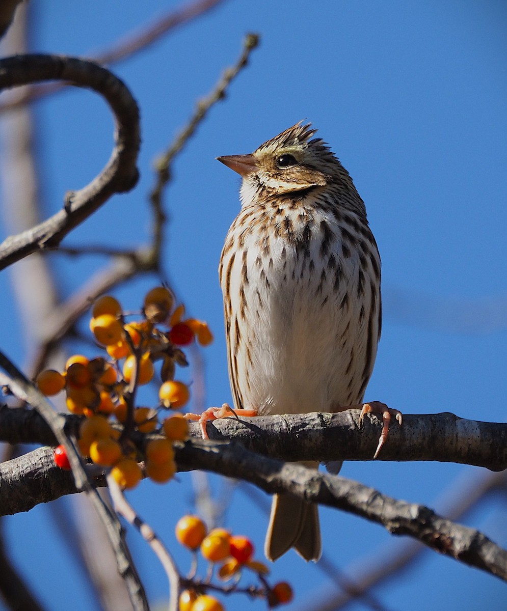 Savannah Sparrow - ML644233942