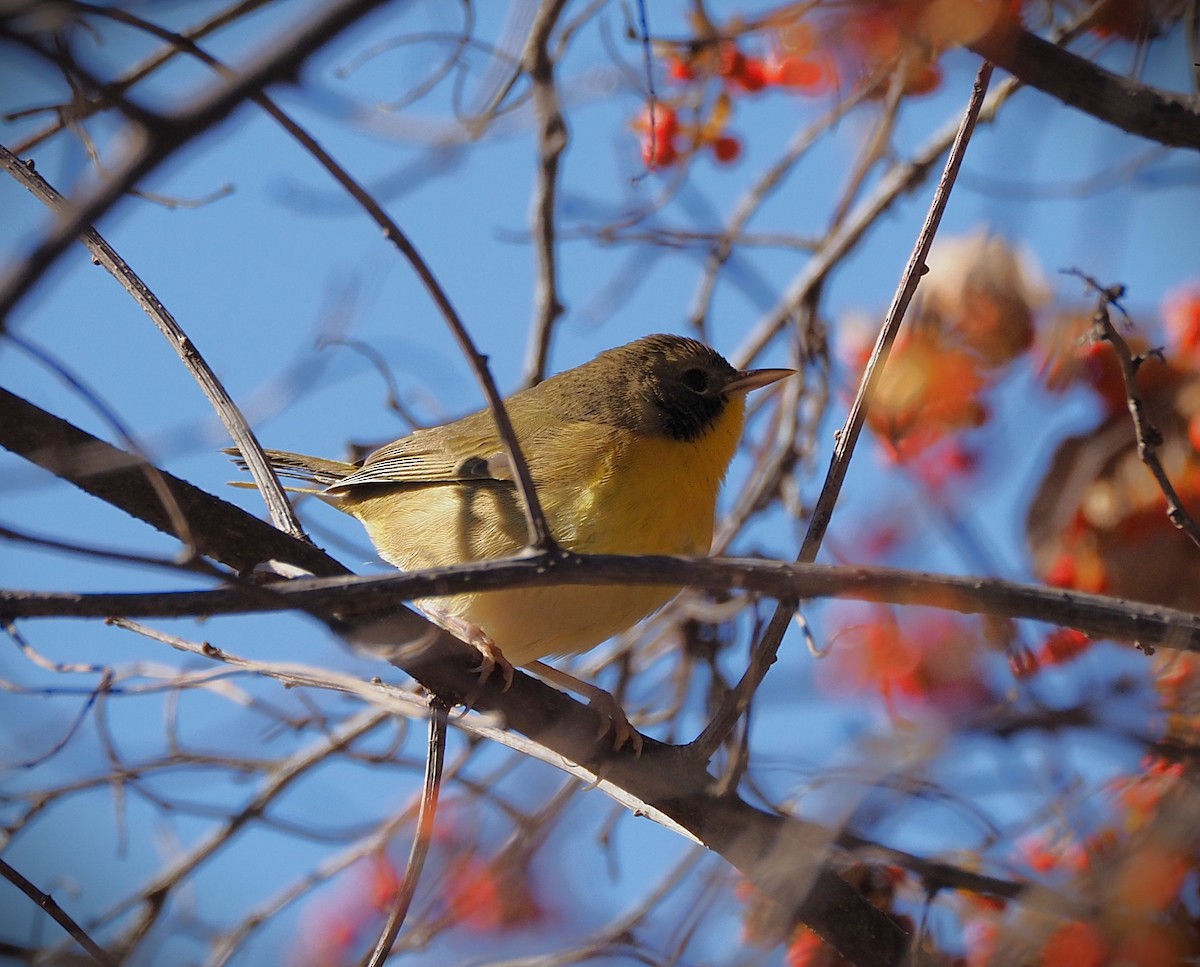 Common Yellowthroat - ML644233968