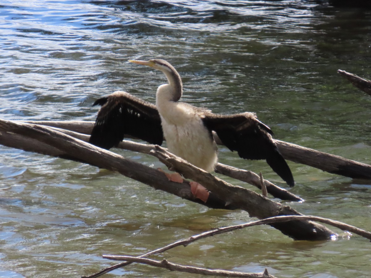 Anhinga d'Australie - ML644233972