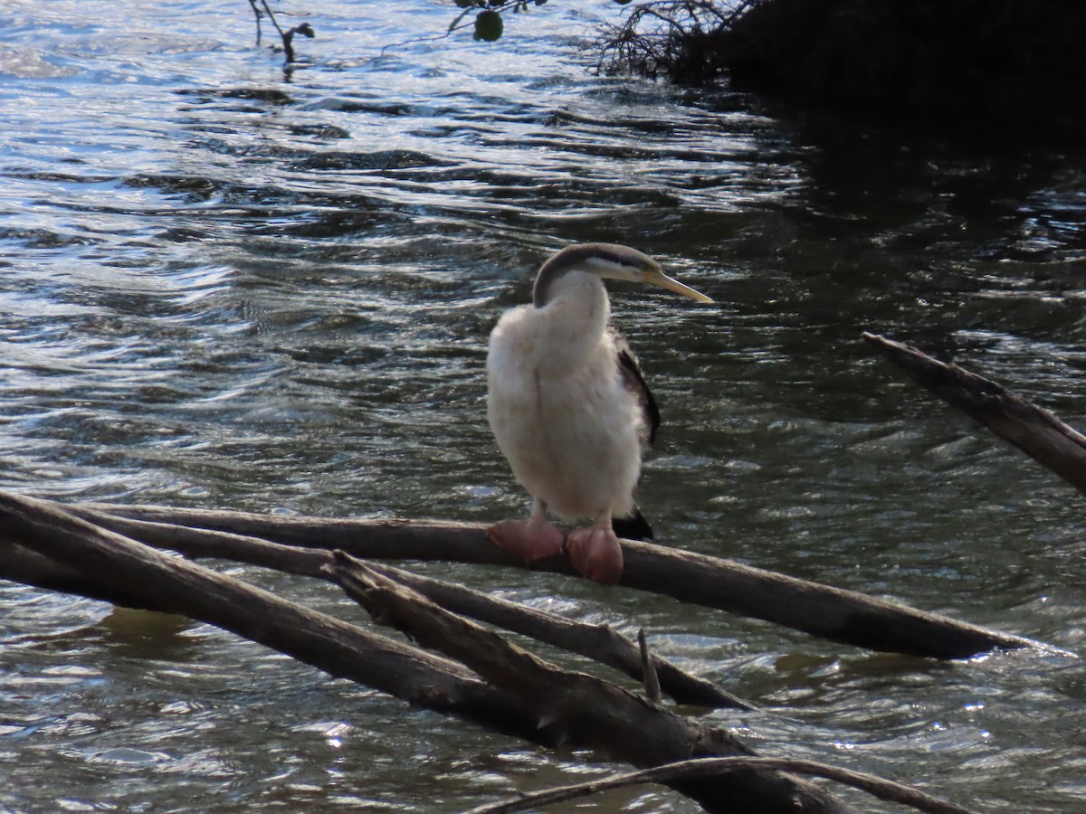 Anhinga d'Australie - ML644233973