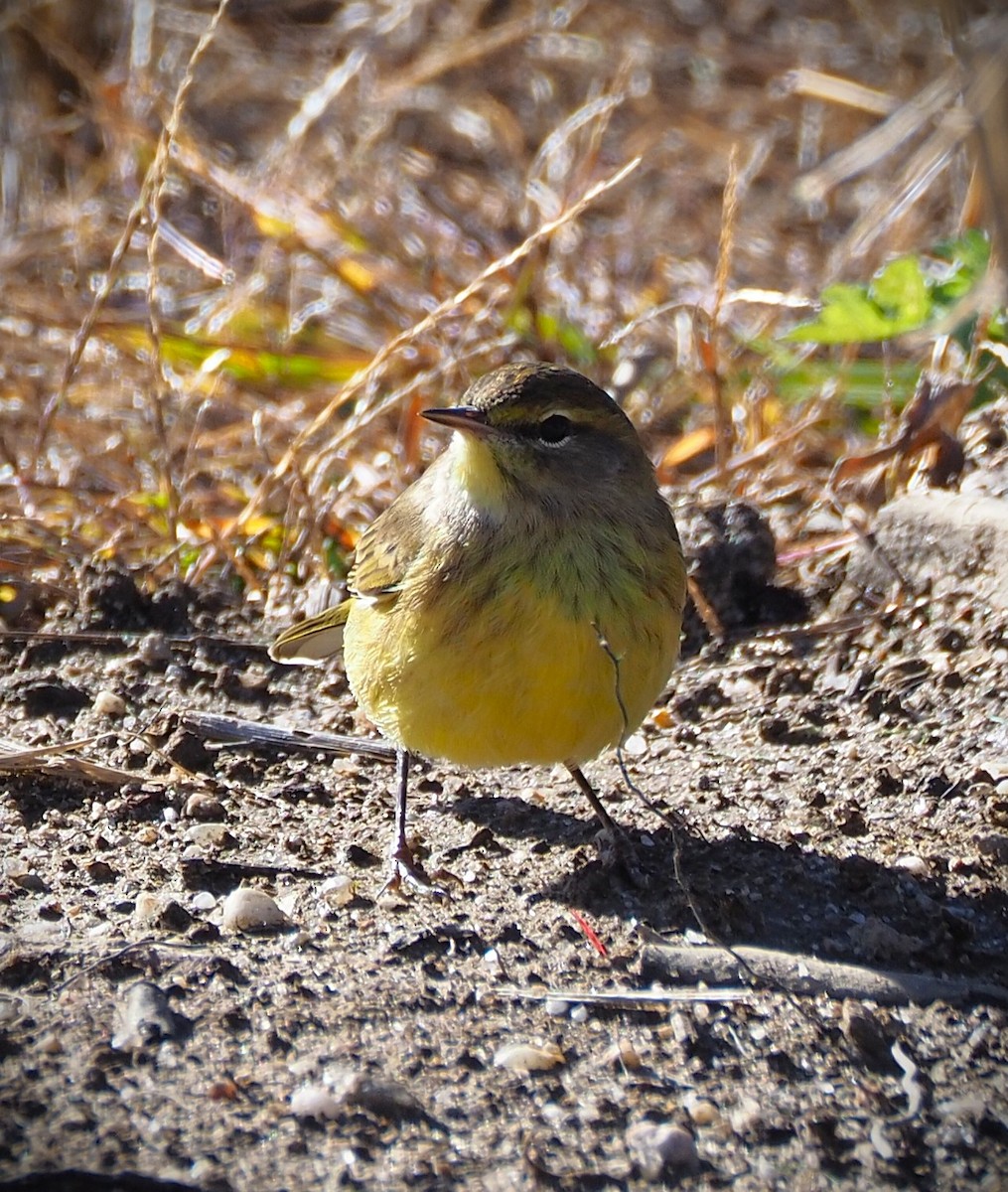Palm Warbler (Yellow) - ML644233980