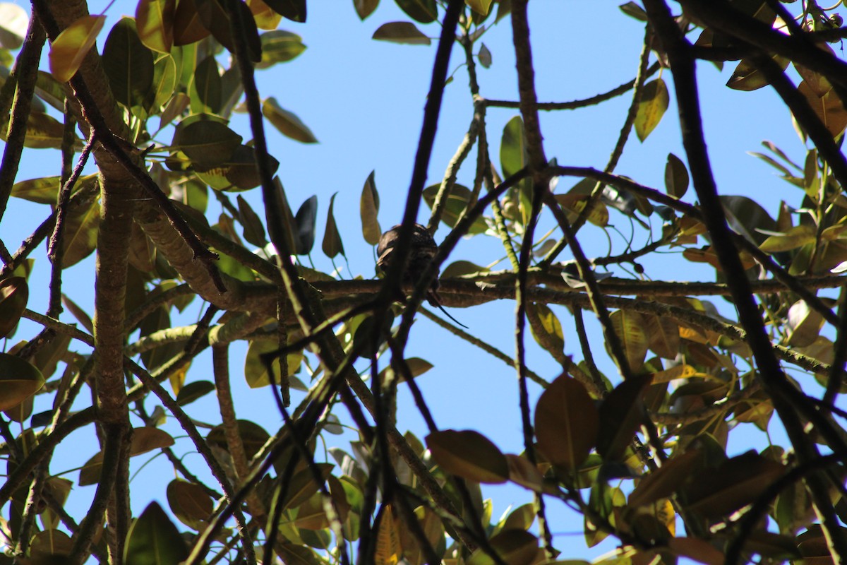 Austral Pygmy-Owl - ML644233991