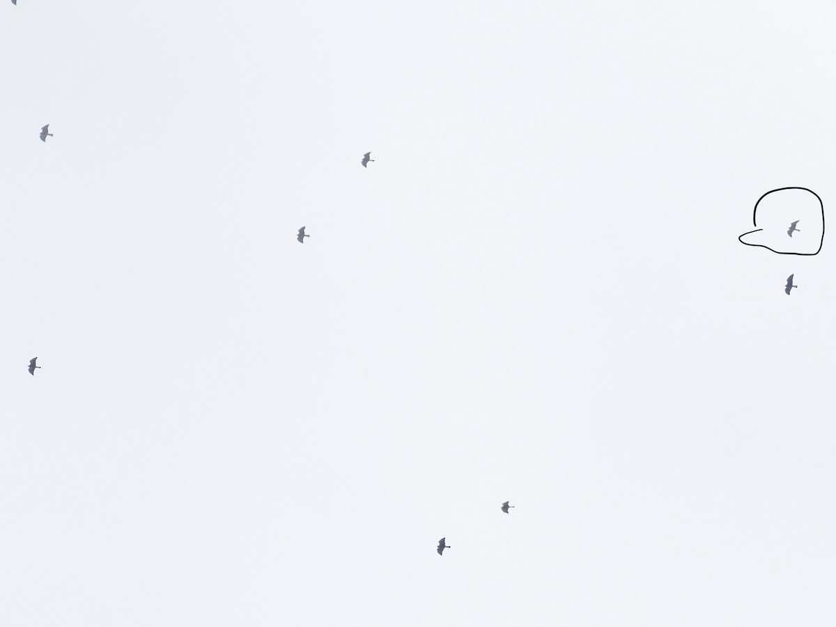 Mississippi Kite - ML644233992