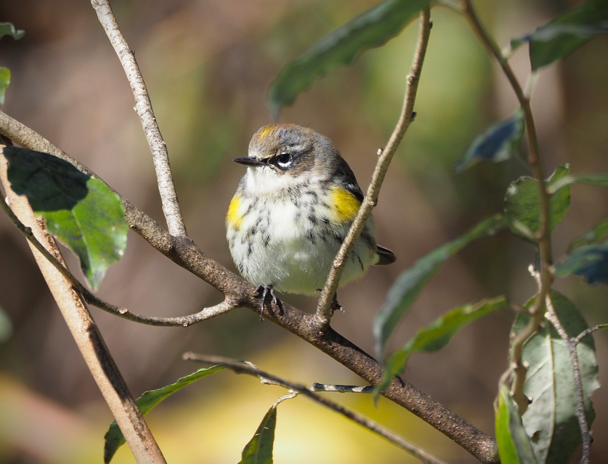Yellow-rumped Warbler (Myrtle) - ML644233993