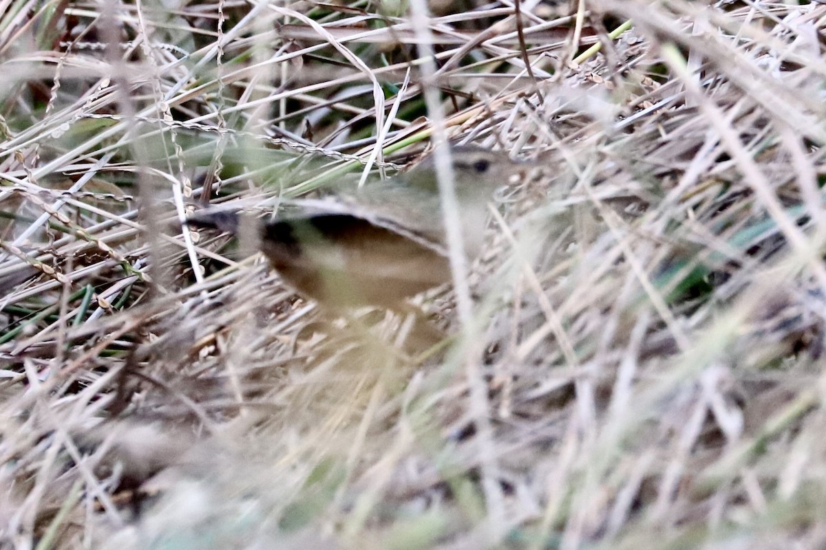 Sedge Wren - ML644233996
