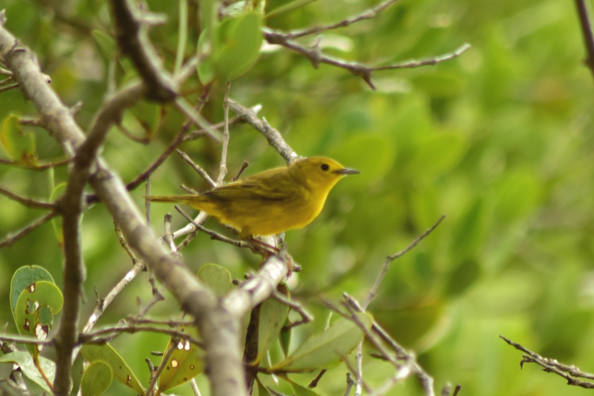 Northern/Mangrove Yellow Warbler - ML644234018