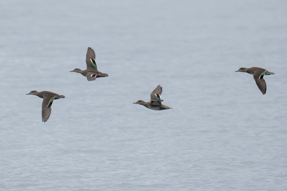 čírka obecná - ML644234030