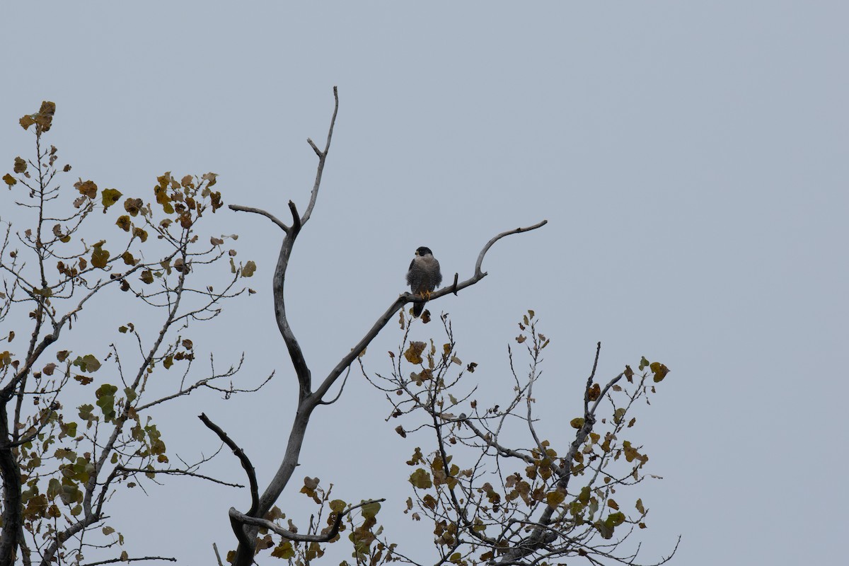 sokol stěhovavý - ML644234040