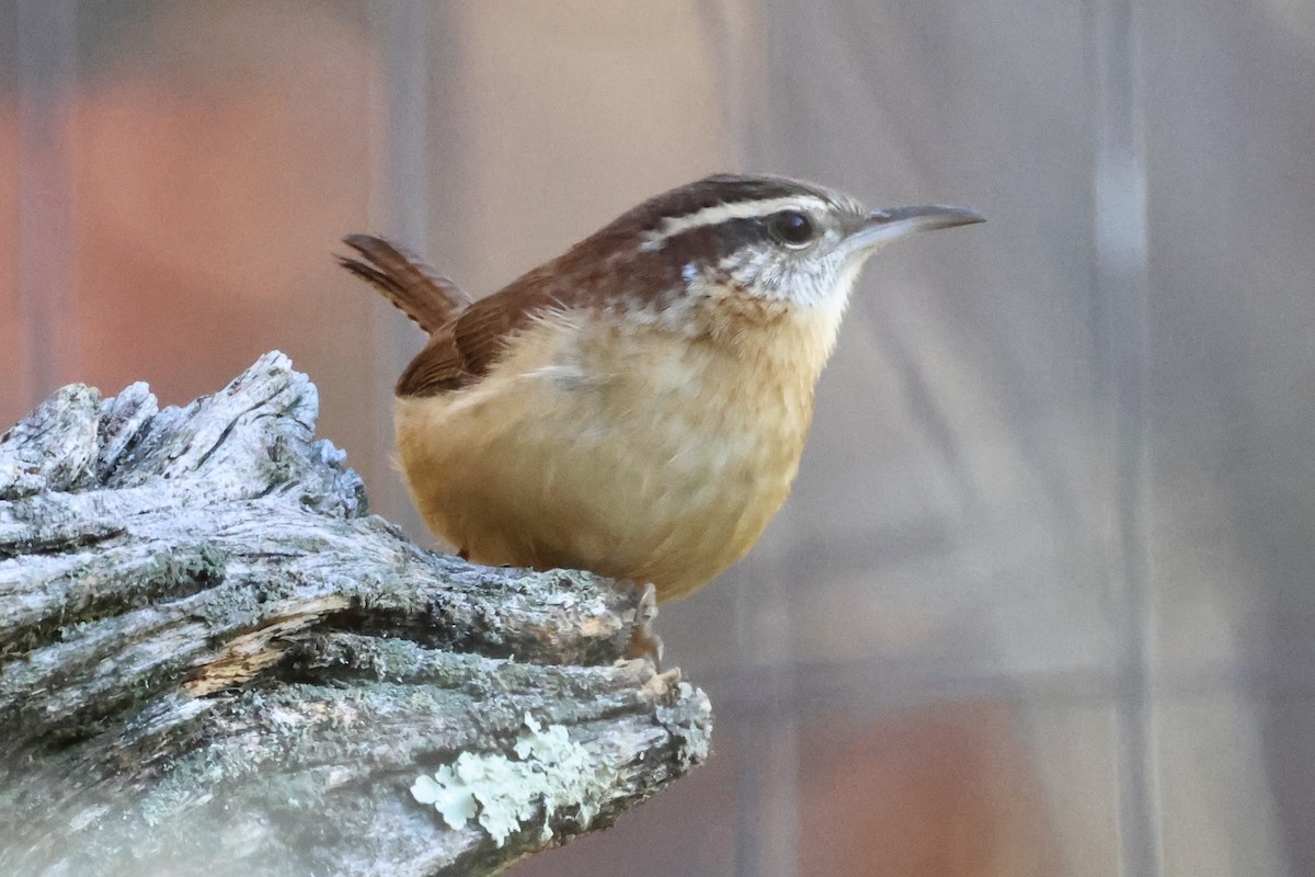 Carolina Wren - ML644234042