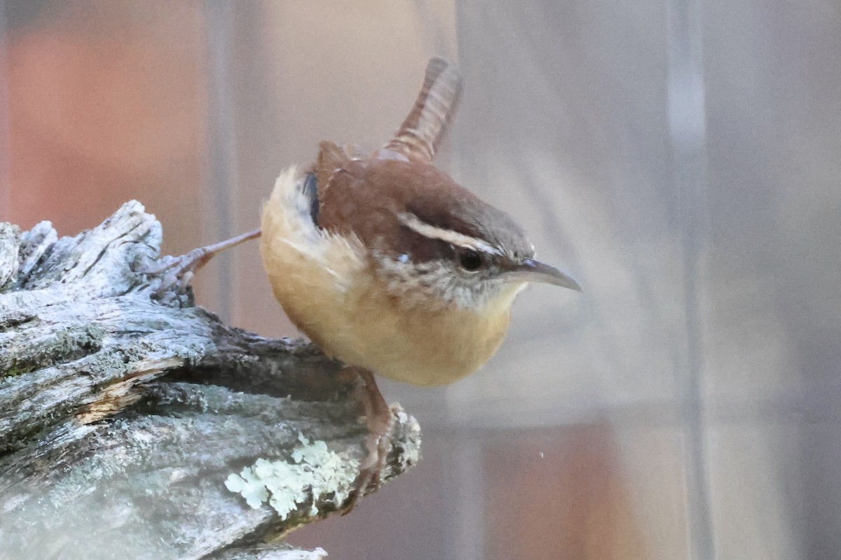Carolina Wren - ML644234043