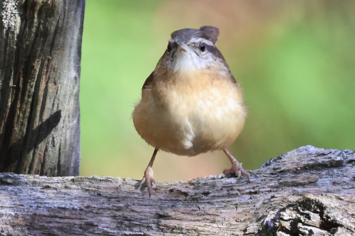 Carolina Wren - ML644234044