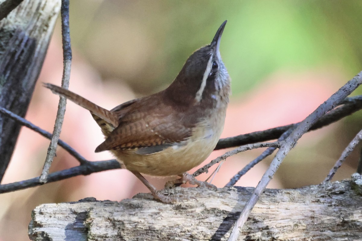 Carolina Wren - ML644234045
