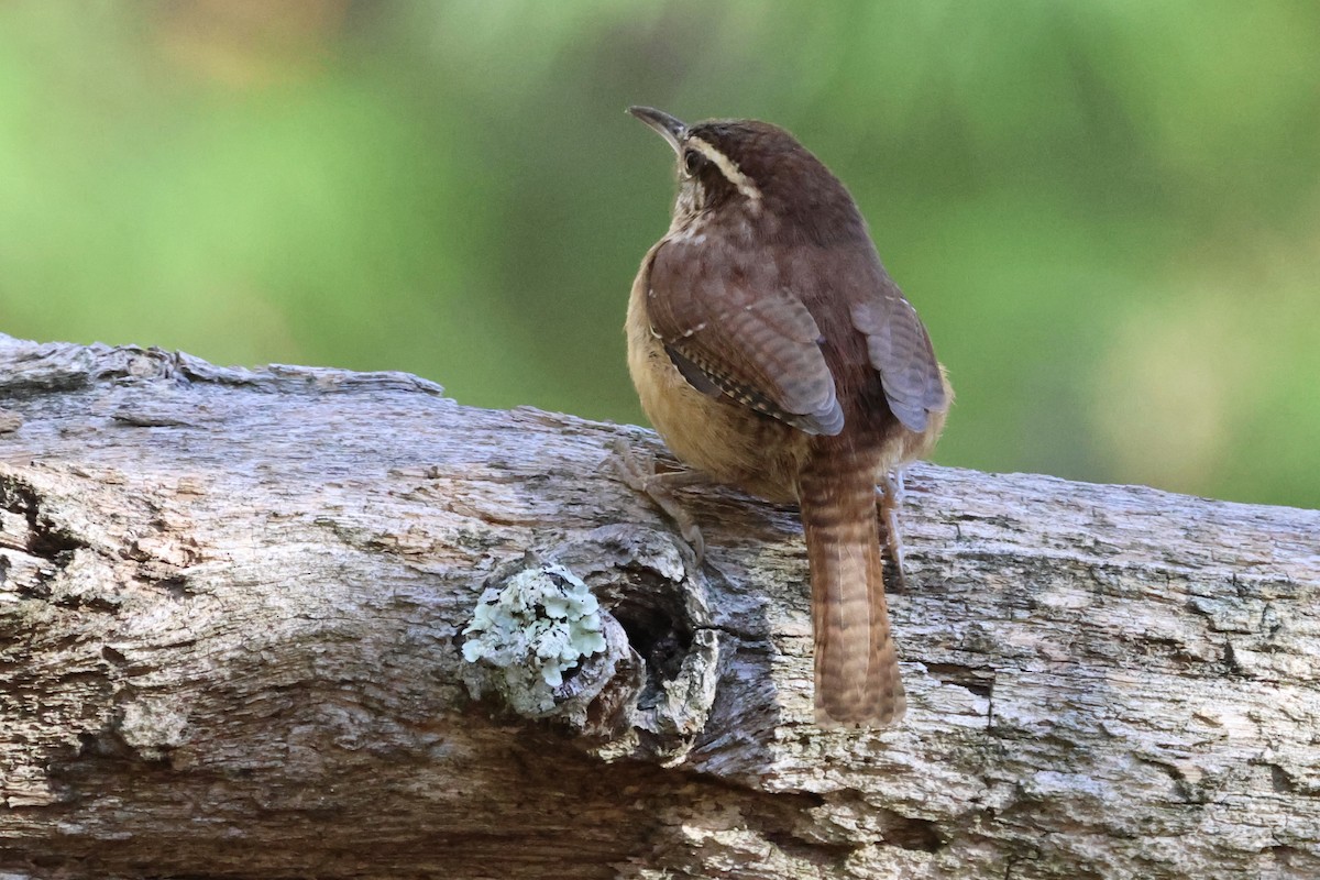 Carolina Wren - ML644234046
