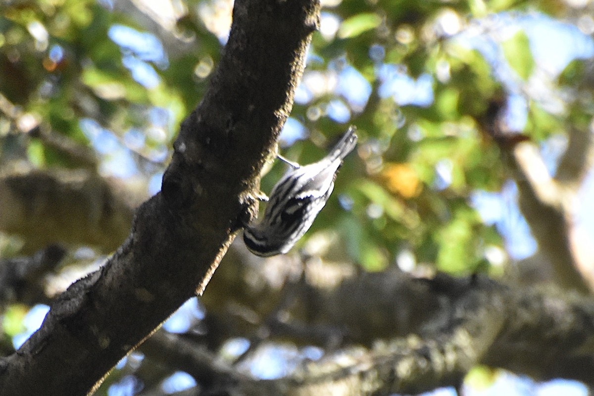 סבכון עקוד - ML644234049