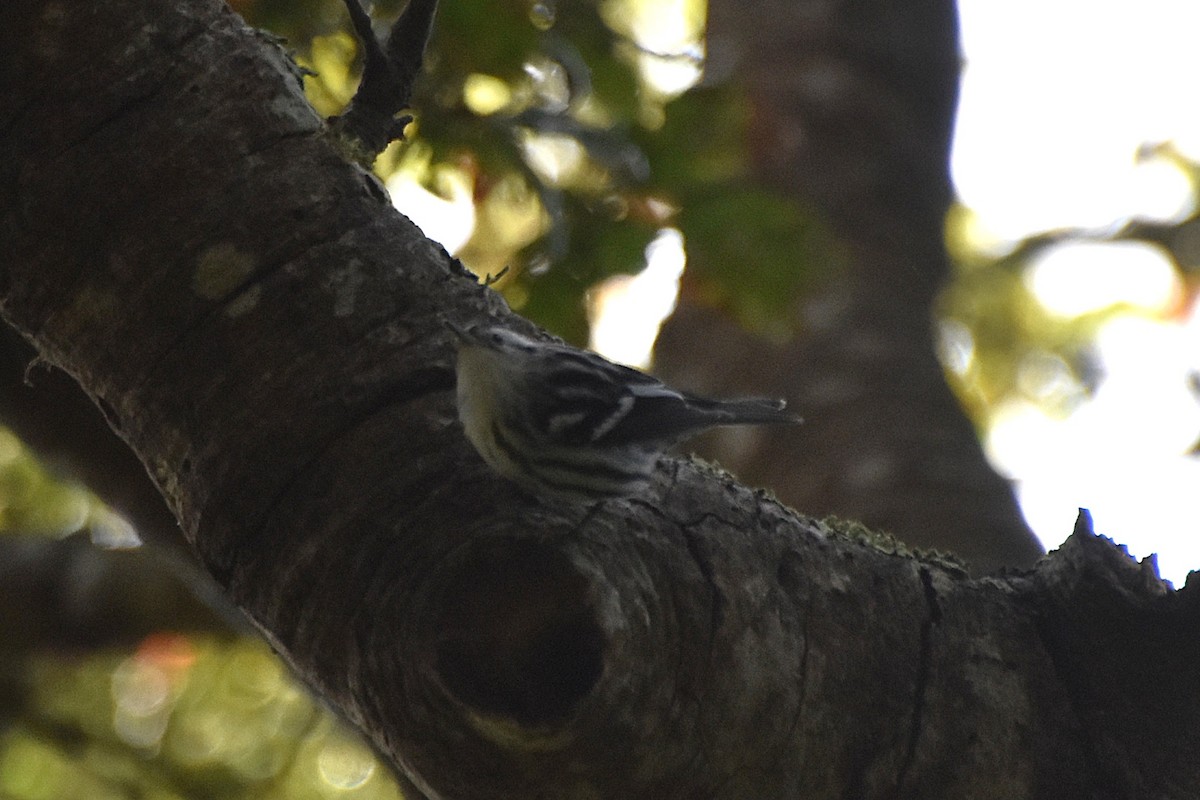 סבכון עקוד - ML644234052