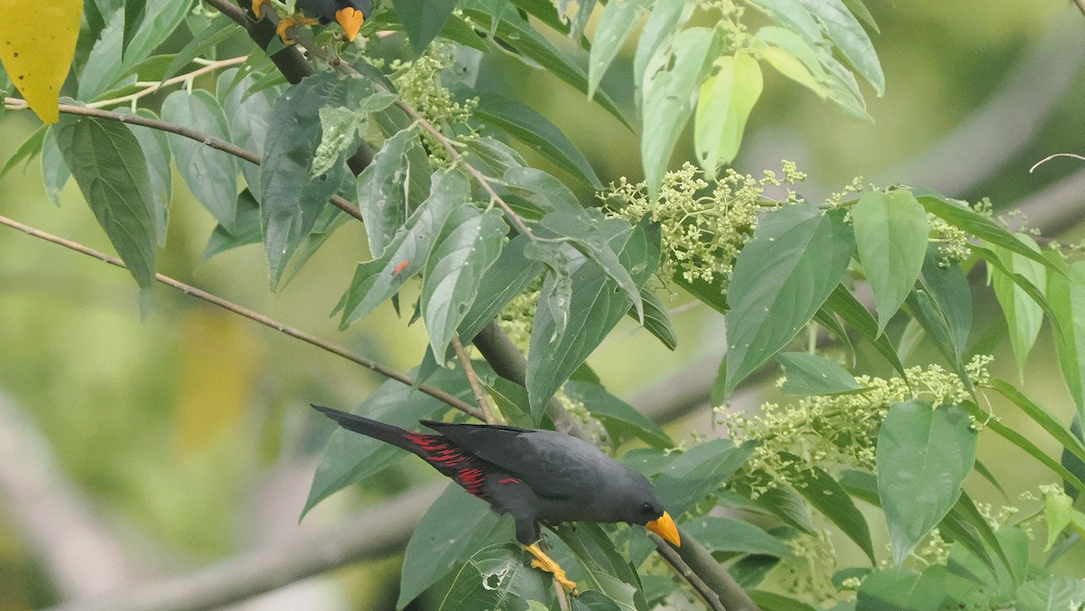 Finch-billed Myna - ML644234053