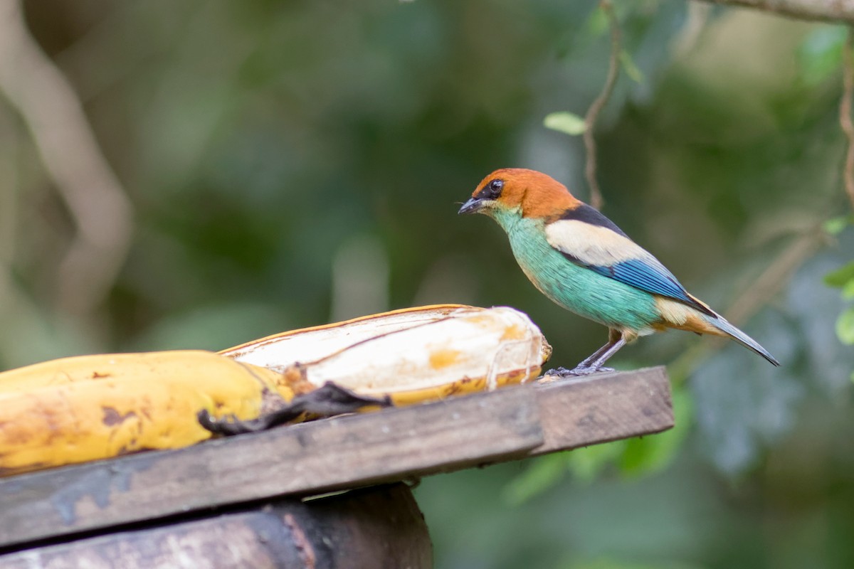 Black-backed Tanager - ML644234055