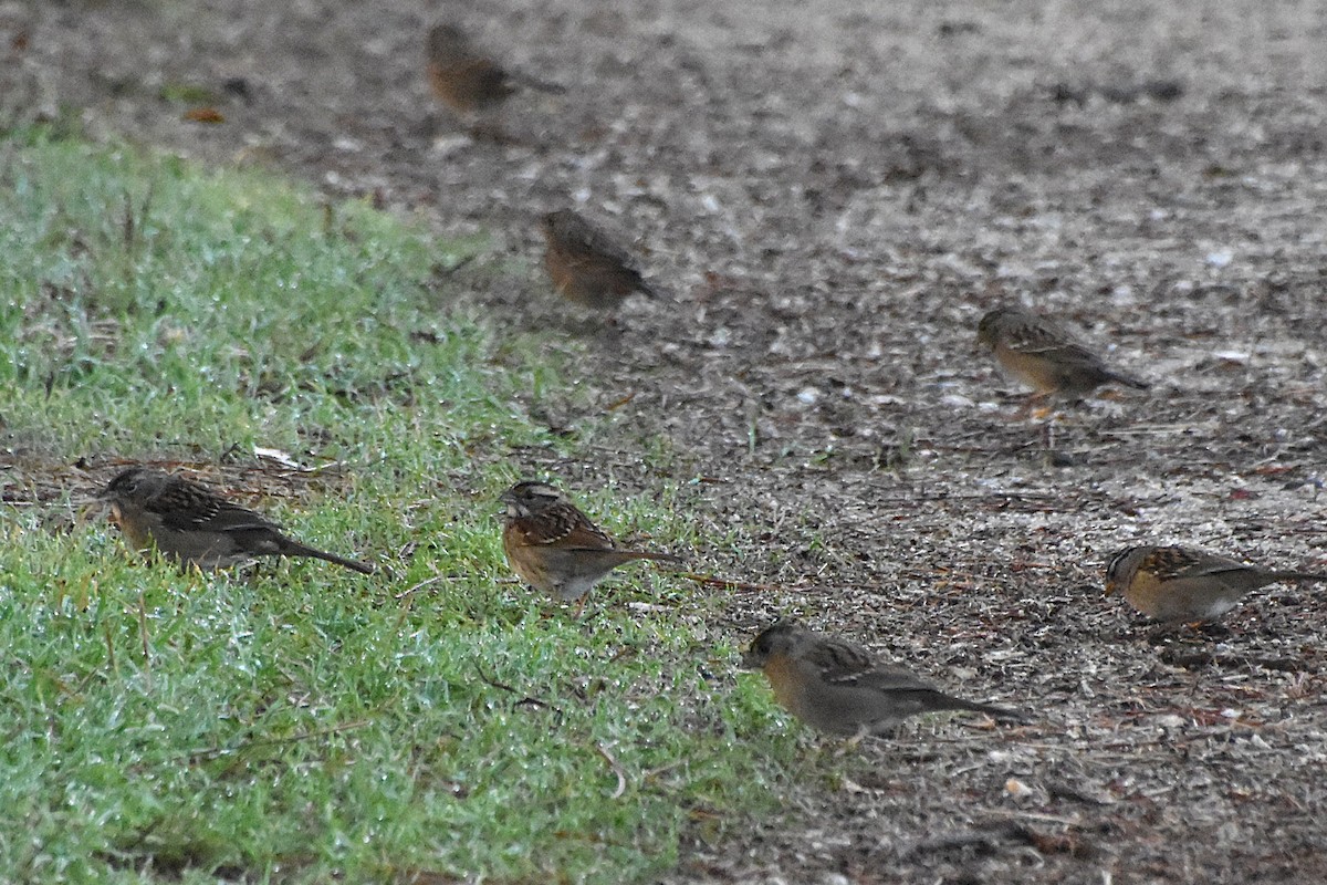 גיבתונית לבנת-גרון - ML644234058