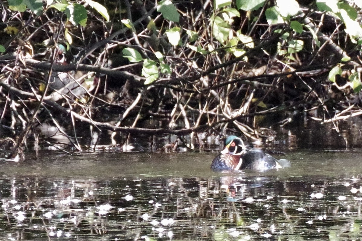 Wood Duck - ML644234064