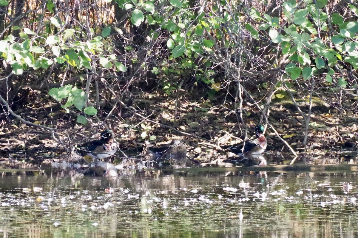 Wood Duck - ML644234065