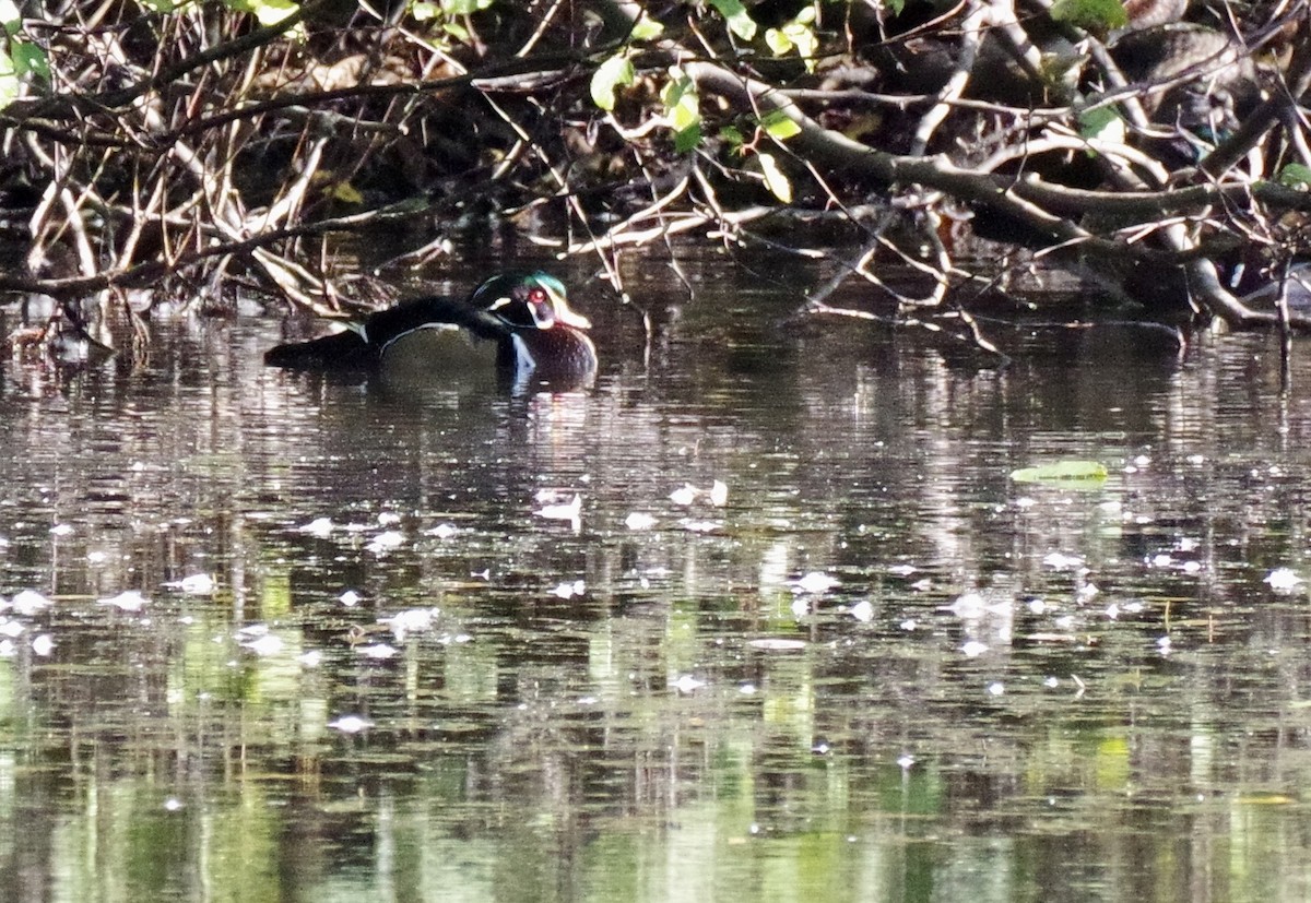 Wood Duck - ML644234066