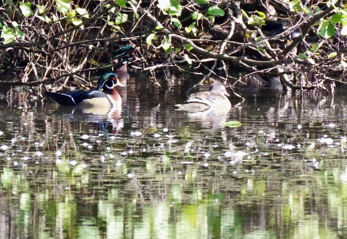 Wood Duck - ML644234067