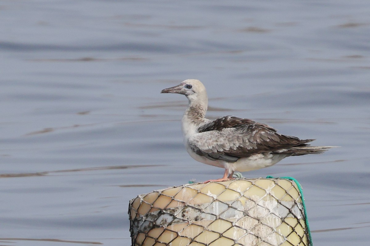 Rotfußtölpel - ML644234069