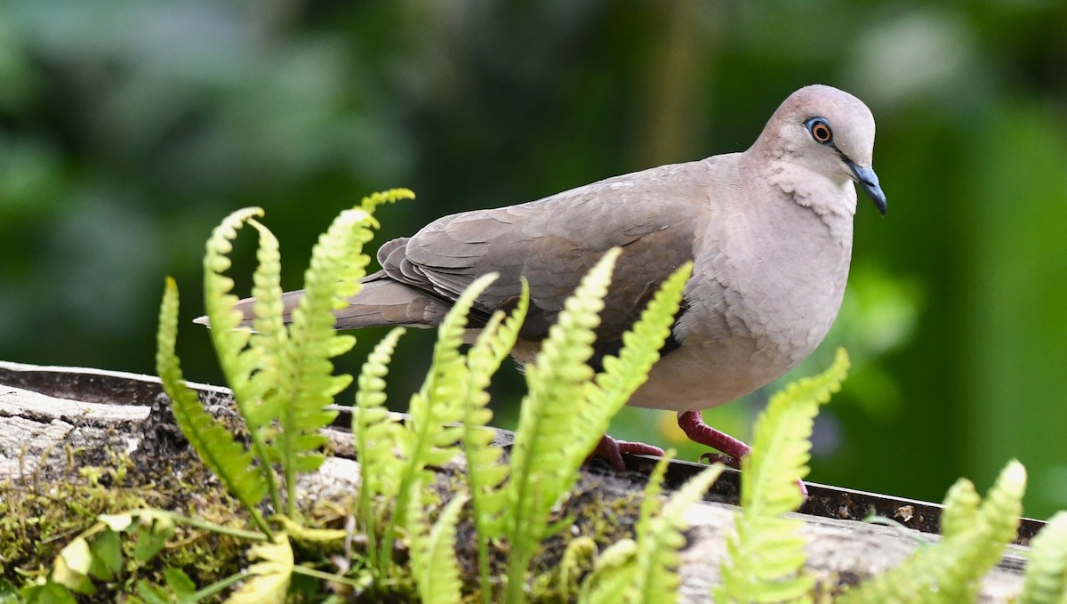 White-tipped Dove - ML644234087