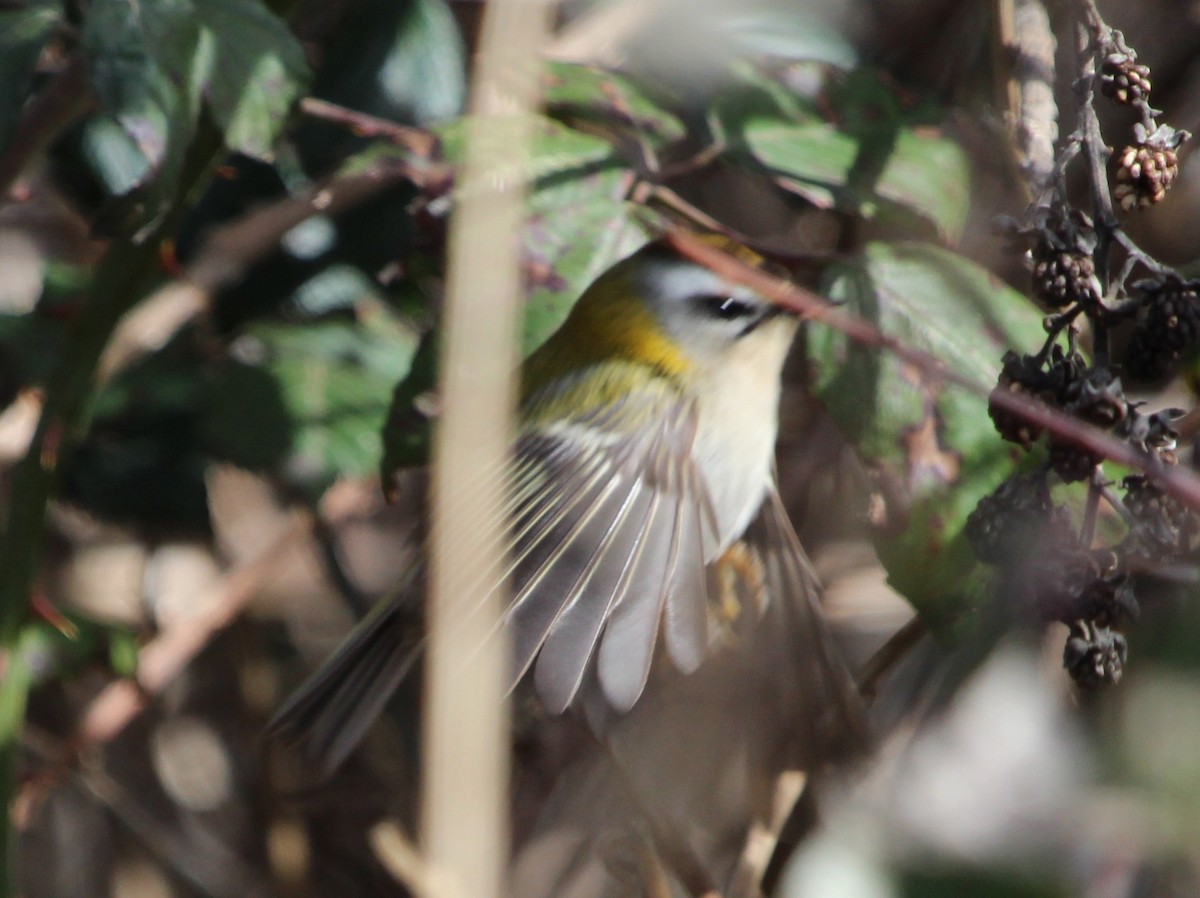 Common Firecrest - ML644234093