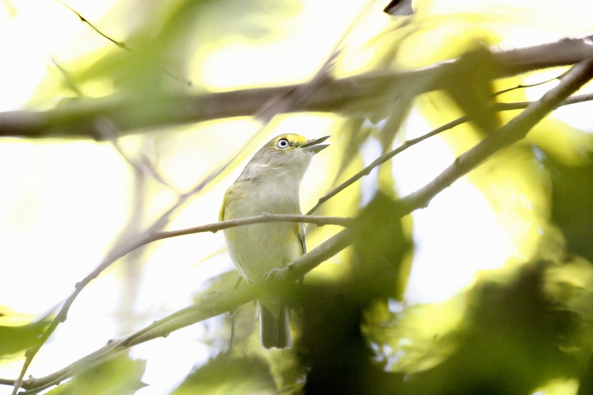 White-eyed Vireo - ML644234101