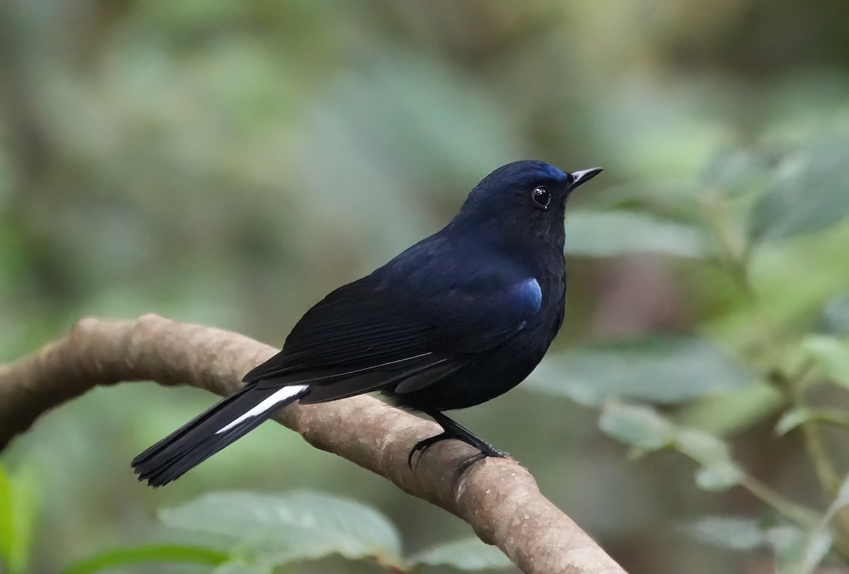 White-tailed Robin - ML644234121