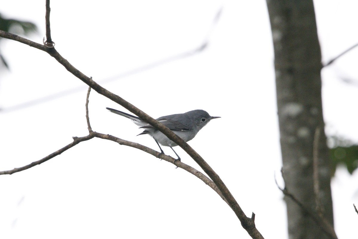 Blue-gray Gnatcatcher - ML644234123